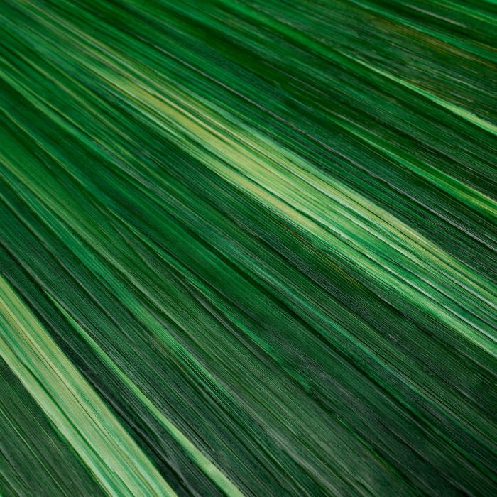 Tavă de birou Harvard S model de paie verde, Dimensiuni: L. 28 | W. 16.5 | H. 4 [6]