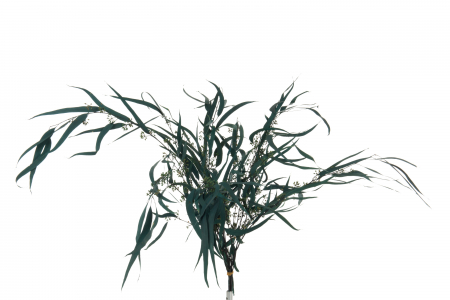 Plante artificiale si uscate - Buchet eucalipt artificial, Rachita/Bambus, Verde, 40x40x80 cm