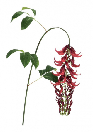 FLOARE KAYLIN ROSIE H142CM