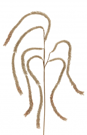 Plante artificiale si uscate - Planta, Material sintetic, Bronz , 20x6x110