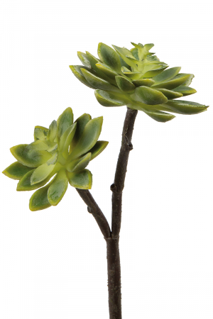 Plante artificiale si uscate - PlantaEcheveria, Sintetica, verde, PU 12, H. 32 cm