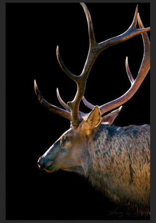 Tablouri - Tablou Deer  pictat manual