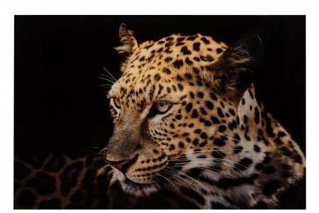 Tablouri - Tablou Leopard, Sticla, Portocaliu/Negru, 150x2x100 cm