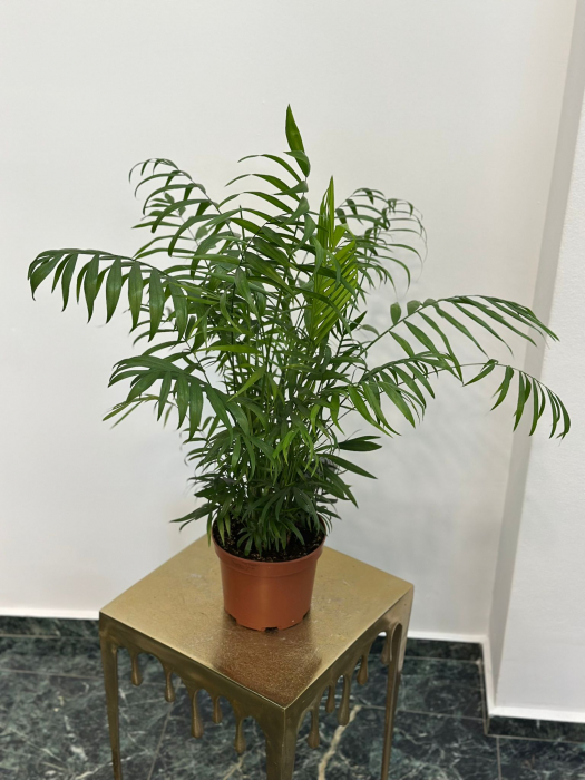 Chamadorea elegants H70 [1]