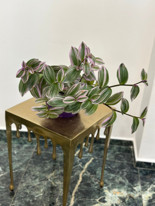 Tradescantia  H30 [1]