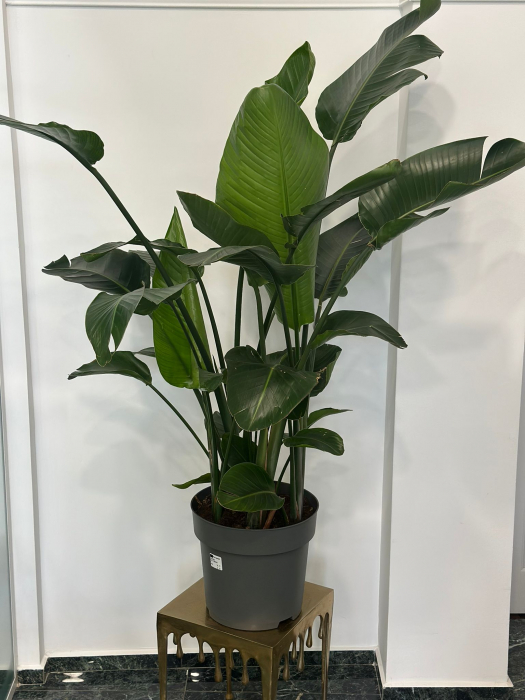 Strelitzia Nicolai H200 [1]