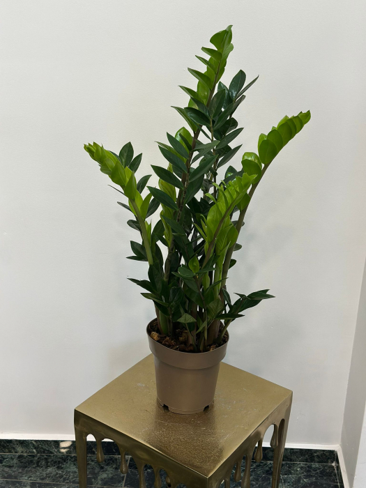 Zamioculcas H80 [1]