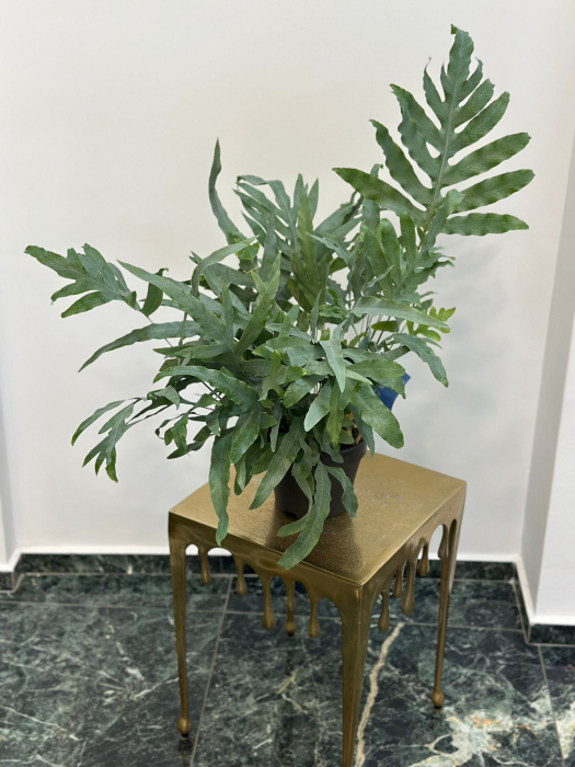 Ferigă albastră H40 [1]