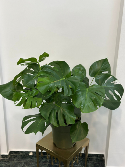 Monstera Deliciosa H90 [1]