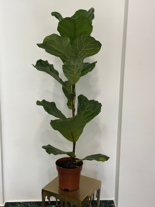 Ficus Lyrata H150 [1]