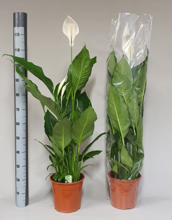 Plante de exterior - Spathyphilium H115