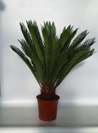 Plante de exterior - cycas H80
