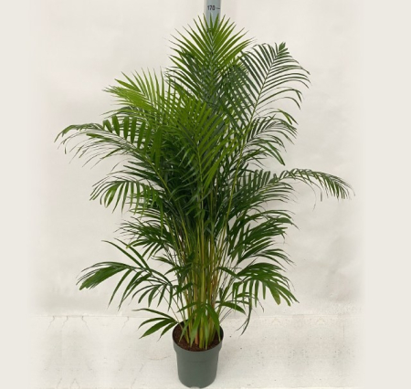 Plante de exterior - Palmier P27 H170cm