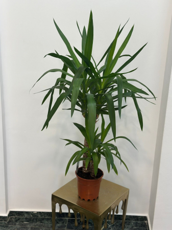 Plante de interior - Yucca H100
