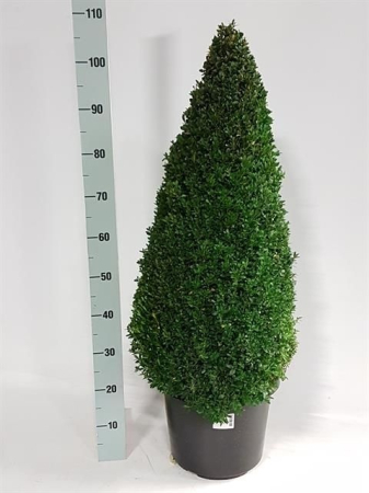 Plante de exterior - Buxus Sempervirens P45 H130cm