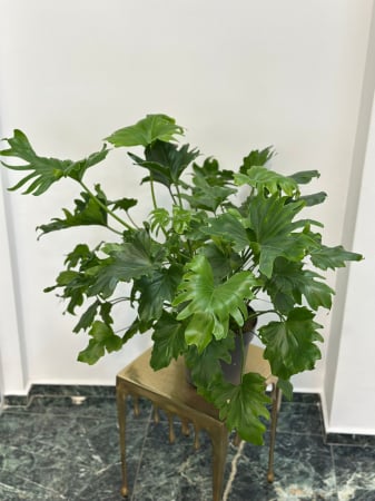 Plante de interior - Rhododendron H70