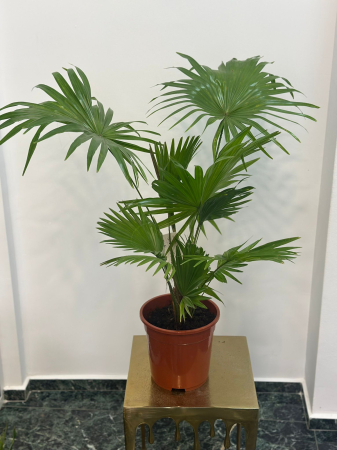Plante de interior - Livistona H100