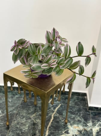 Plante de interior - Tradescantia  H30