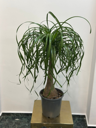 Plante de interior - Beaucarnea H80