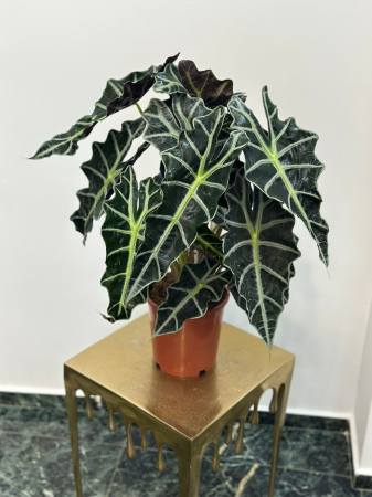 Plante de interior - Alocasia Amazonica H60