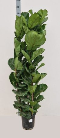 Plante de exterior - Ficus Lyrata P34 H190cm