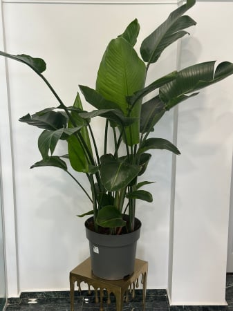 Plante de interior - Strelitzia Nicolai H200