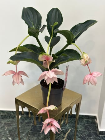 Plante de interior - Medinila Magnifica H50