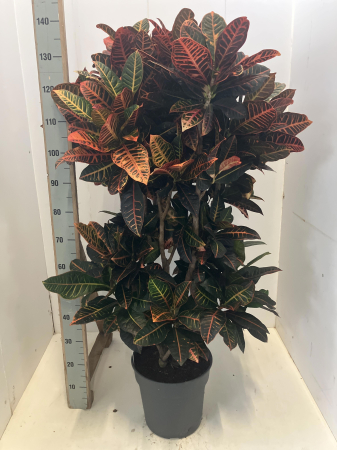 Plante de exterior - Croton P30 H140 cm