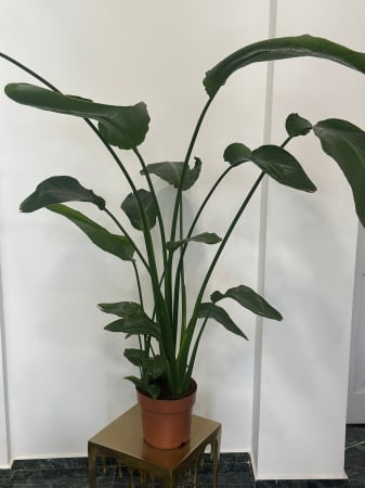 Plante de interior - Strelitzia Nicolai H190
