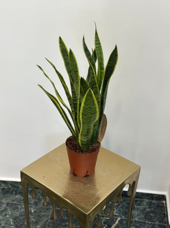 Plante de interior - Sanseveria H50