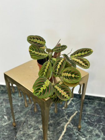 Plante de interior - Maranta H30