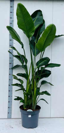 Plante de exterior - Strelitzia Nicolai P35 H210cm