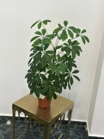 Plante de interior - Schefflera H70