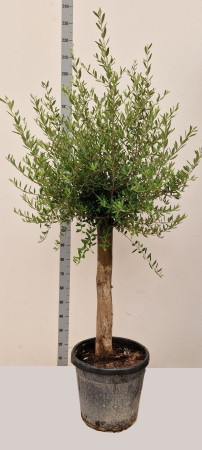 Plante de exterior - Maslin H200