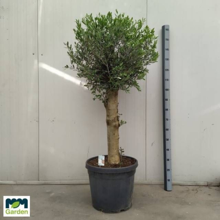 Plante de exterior - Maslin P46 H190cm