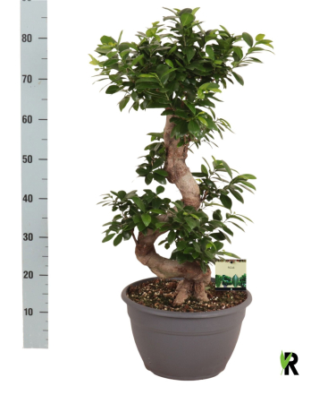 Plante de exterior - Ficus microcarpa Ginseng P30 H90 cm