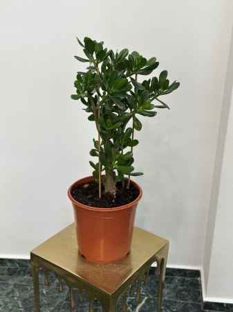 Plante de interior - Crassula copac H70