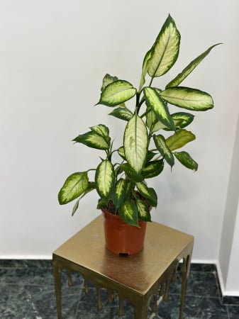 Plante de interior - Dieffenbachia H60