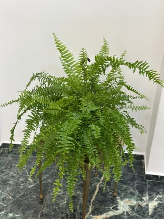 Plante de interior - Ferigă verde cu agățătoare