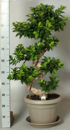 Plante de exterior - Ficus microcarpa Ginseng P35 H110cm