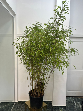 Plante de exterior - Bambus de exterior