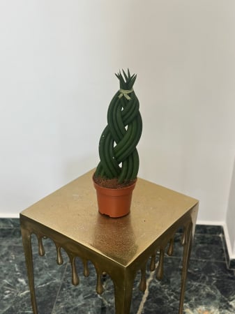 Plante de interior - Sanseveria împletită H40