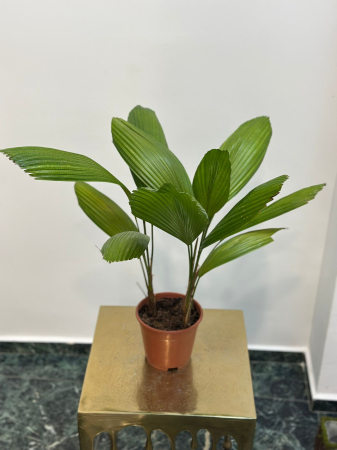 Plante de interior - Palmier Licuala H50