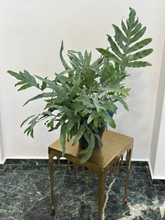 Plante de interior - Ferigă albastră H40