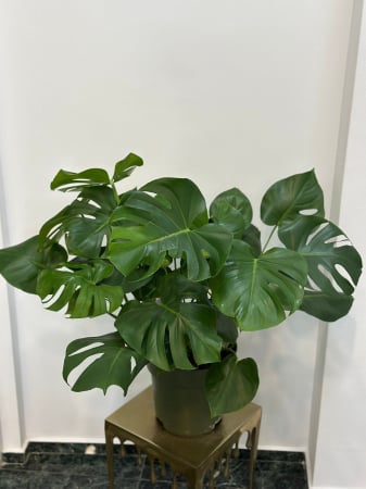 Plante de interior - Monstera Deliciosa H90
