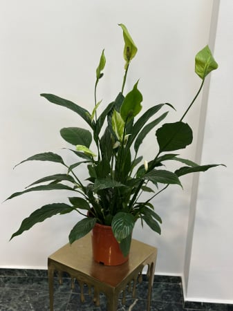 Plante de interior - Spathyphilium H80