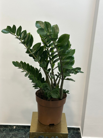 Plante de interior - Zamioculcas H100