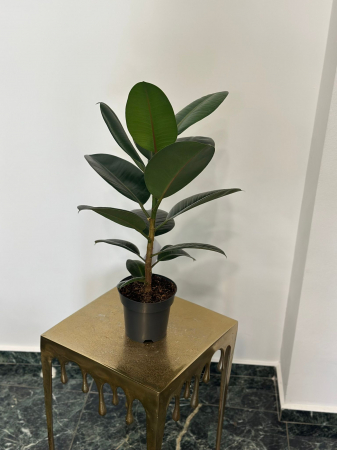 Plante de interior - Ficus Elastica H60