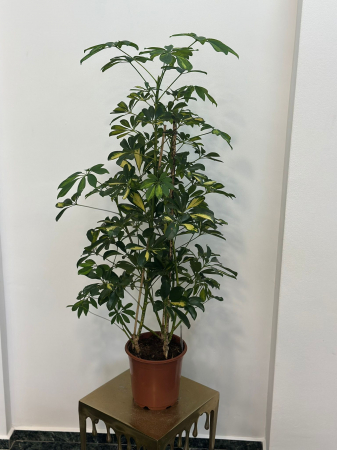 Plante de interior - Schefflera copacul umbrelă H130