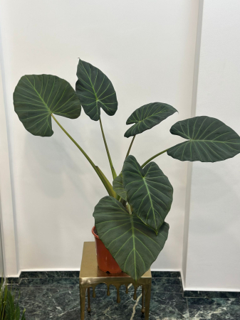 Plante de interior - Alocasia Regal Shields H100